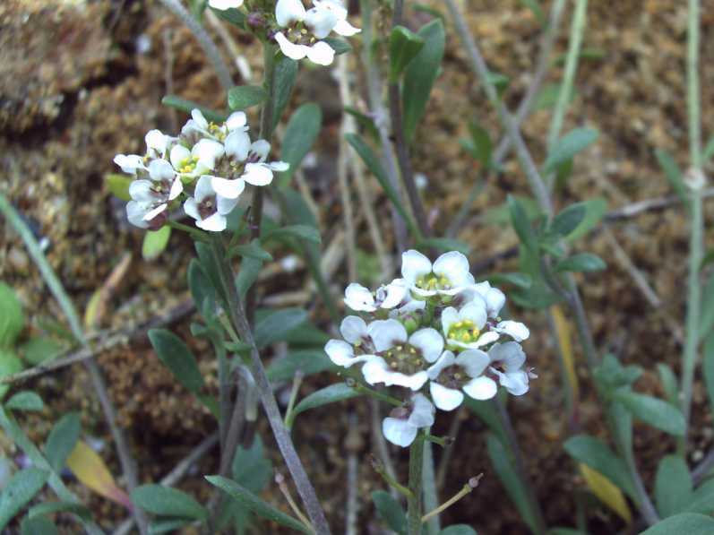Lobularia maritima